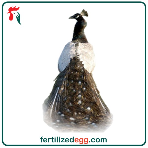 تخم نطفه دار طاووس نژاد ابلق